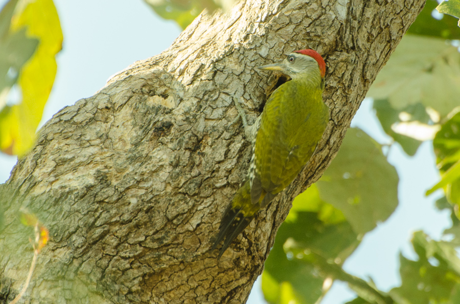 Streak-throated Woodpecker